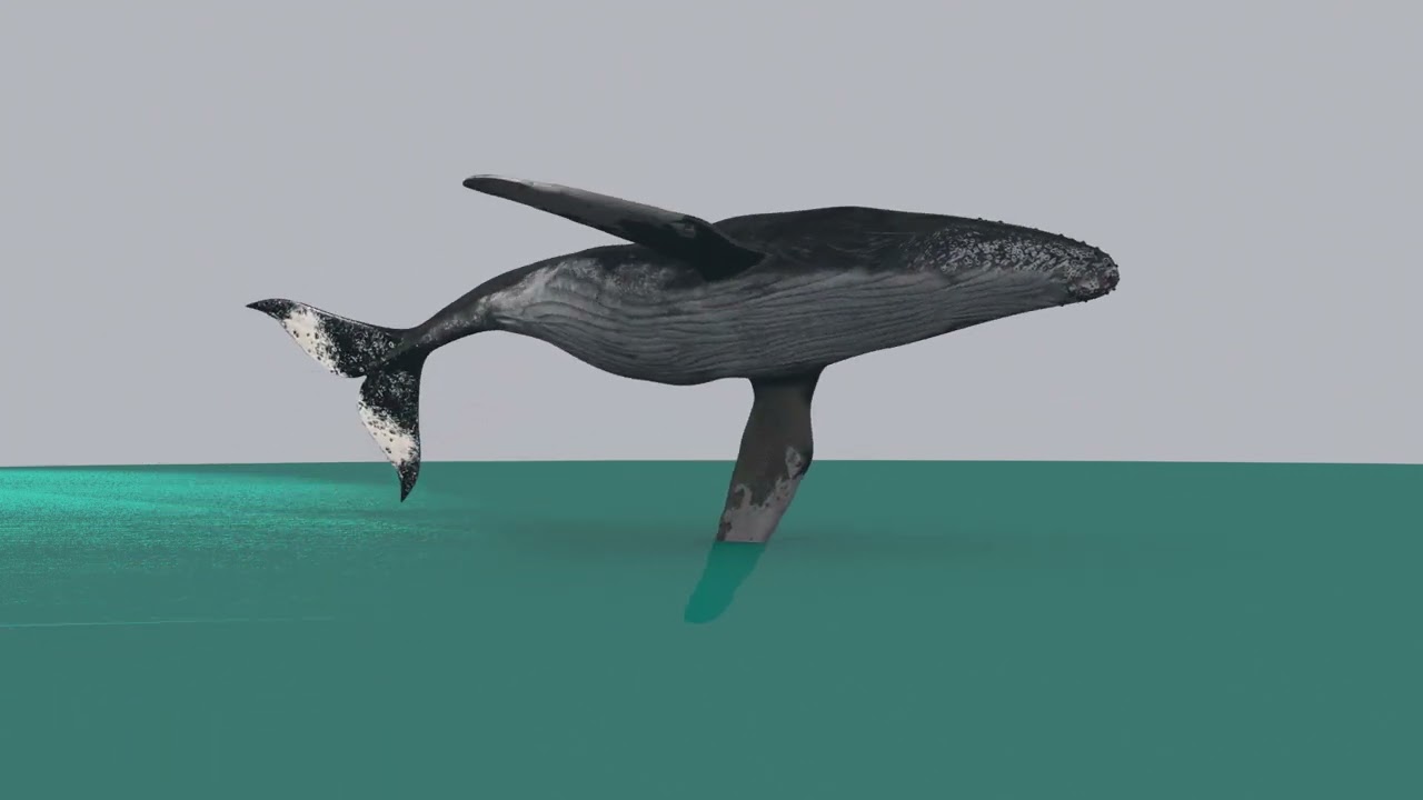 Accurate Humpback Whale 8K - 3d animated 3D Model