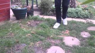 The Wizard Movie Prologue (Practice Take)