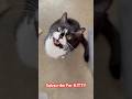 Sox The Cat Meows Right In Your Face Shorts
