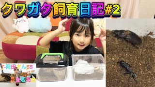 【クワガタ飼育日記】#2（T-岡田さん昆虫販売会のノコギリクワガタ）