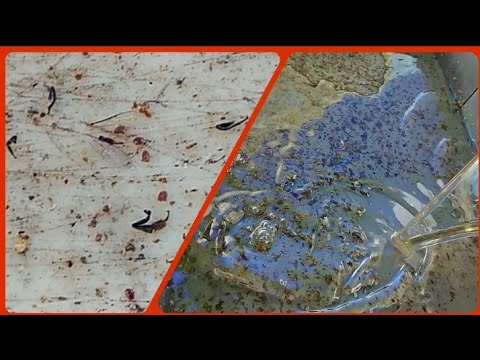 Varroa'nın Düşmanı Kekik Suyu.! Sonuç Mükemmel.!