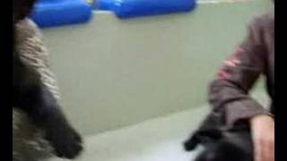 Nella's Bulls Angel with Asia and Carlito