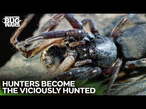 When Spiders EAT Spiders: The Deadliest Duels | Monster Bug Wars