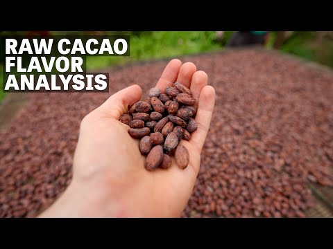 Our Process for Analyzing Raw Cacao | Ep.88 | Craft Chocolate TV