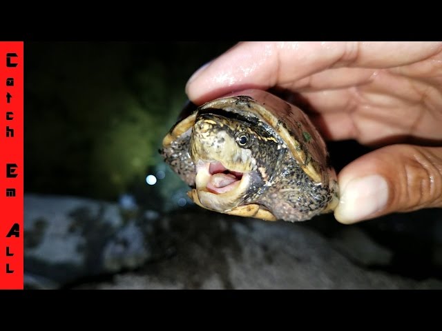 SAVING WORLD'S SMALLEST TURTLES!!! from Blood Sucking Terror!