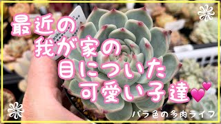【多肉植物】【ガーデニング】最近我が家の目ついた可愛い子達💕