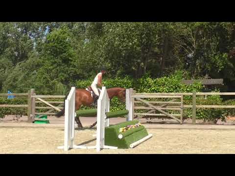 **Schweppes** - 4yr mare by Extase (Casall) x Diarado
