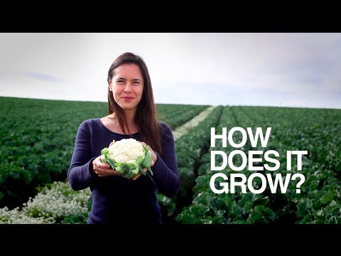 , title : 'CAULIFLOWER | How Does it Grow?