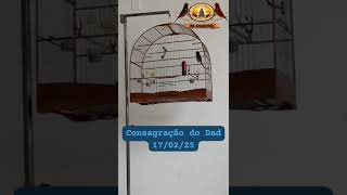 Pardo Consagração 