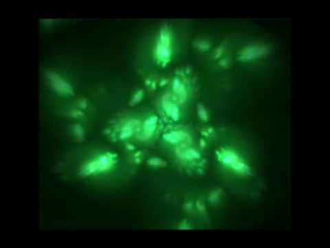 Cybernetika - Starchild