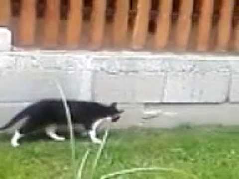 macak marko u akciji