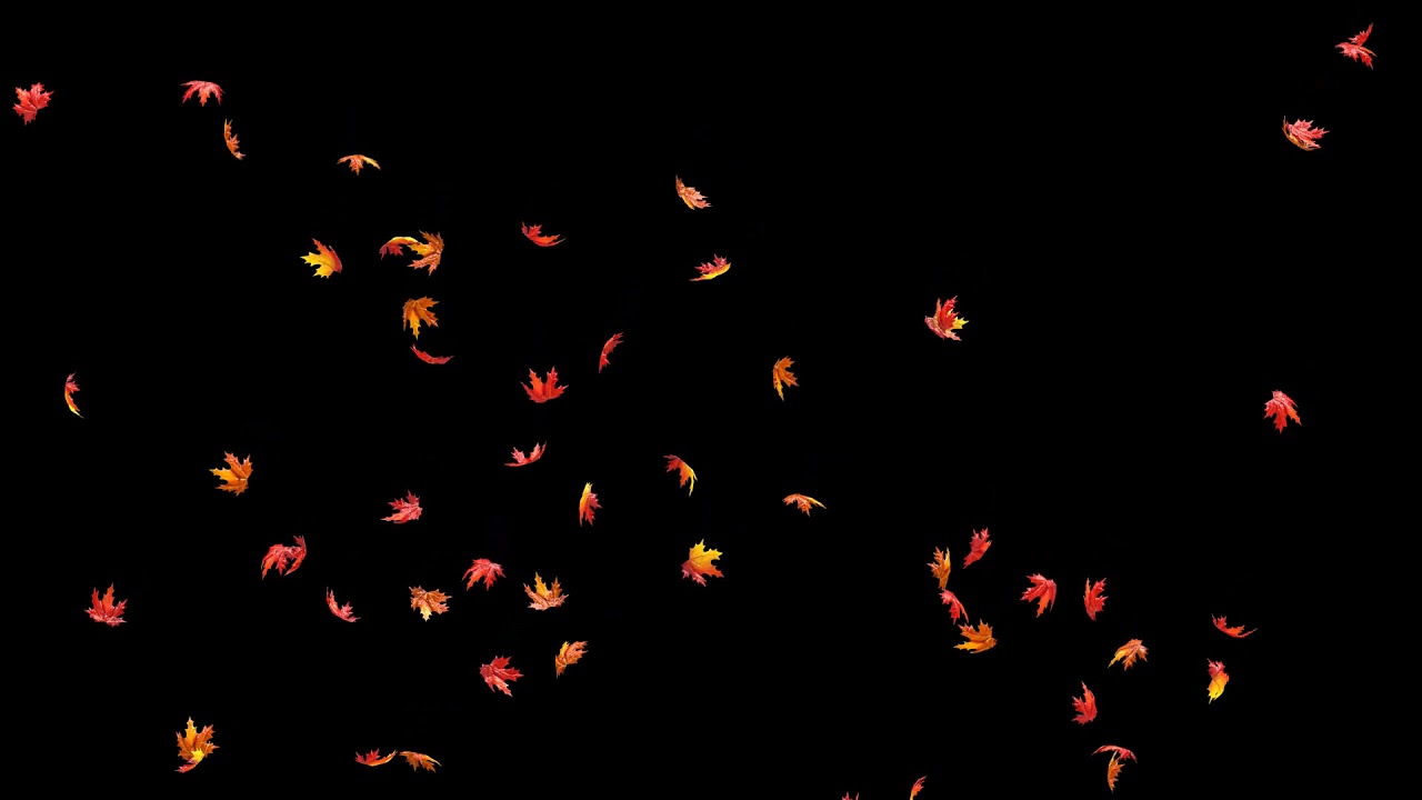 Falling Autumn Maple Leaves HD Animation