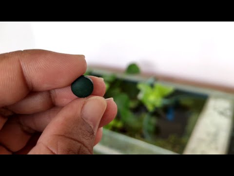 YouTube video about: How to feed spirulina tablet to goldfish?