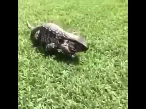 download lagu mp3 mp4 Lagarton, download lagu Lagarton gratis, unduh video klip Lagarton