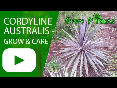 download lagu mp3 mp4 Cordyline Australis Can Can, download lagu Cordyline Australis Can Can gratis, unduh video klip Cordyline Australis Can Can