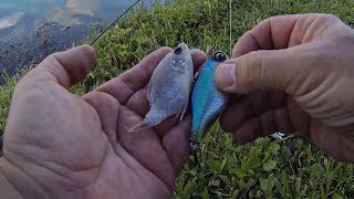 Florida Golf Course Pond Bass Fishing (Matching the Hatch!!!)