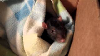 Pet rat in the process of dying [FOR EDUCATIONAL PURPOSES ONLY]