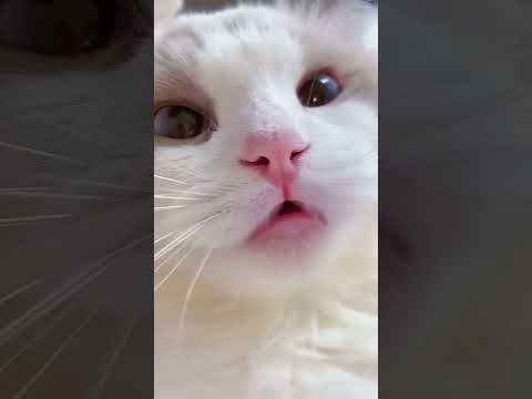 #shorts cat meme & kitten tik tok video💘   funny cats meow baby cute compilation cat  #viralvideo