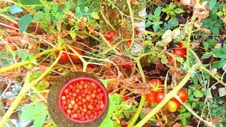 আমার শখের বাগানের চেরি টমেটো ||  আলহামদুলিল্লাহ মাশাআল্লাহ ❤️