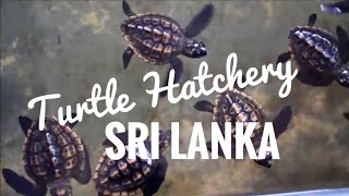 preview picture of video 'Turtle hatchery Kosgoda Sri Lanka'
