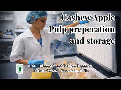 Cashew Apple Pulp Preparation & Storage | Preserve for 1 Year