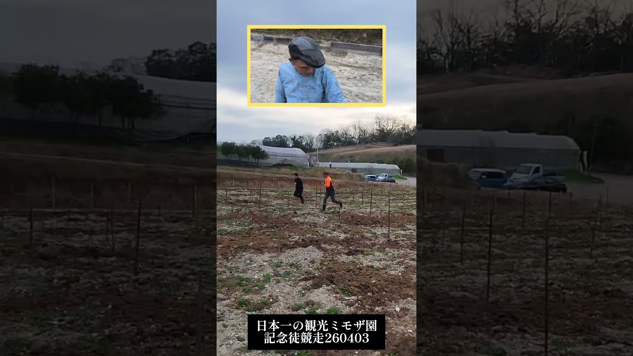 レベル51の徒競走　日本一観光ミモザ園記念杯　大分県宇佐市安心院町下毛農園260403 🌼500本植えた記念でみんなで走ったら沼りました（笑）オトナになっても本気で生きてますよ＆本気で楽しんでます