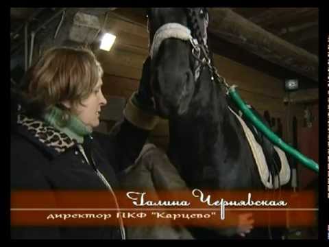 Фризская порода лошадей, программа Живой дом.