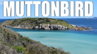 Muttonbird - Western Australia
