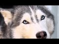 FCI Show Standards For Siberian Husky Ideal Structure Size Movement