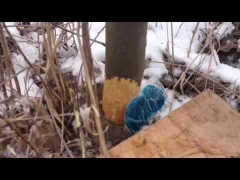 Invazie de soareci la livada de meri - Ineu, Jud arad