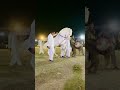 Horse Dance White Horse Dance Pakistani Mela Dance Horse Dancecraze Nach Horsedance Bull
