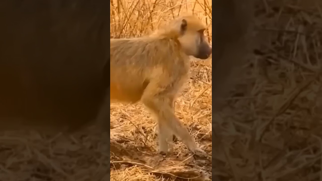 pet animal wild Animals tiger vs monkey (@wildanimalsvector3221 )