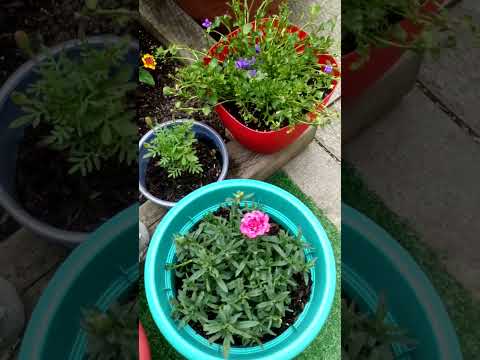 Backyard Garden - Blooms Galore - Enjoy - Free Techniques and Tips on Flowers & More Ideas