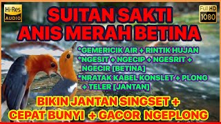 Download lagu 🔴 SUITAN SAKTI ANIS MERAH BETINA BIRAHI MEMANGGIL & PANCING JANTAN mp3