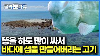 패럿피시 여러 마리가 모여 영차영차 배변을 하면 섬이 만들어진다, 멸종 위기종 물고기가 섬을 만드는 방법