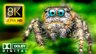 UNDERWORLD: Incredible Insect Micro-Worlds in 8K VIDEO ULTRA HD 60FPS - 4K VIDEO