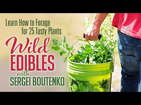 Wild Edibles with Sergei Boutenko | Learn How to Forage for 25 Tasty Plants
