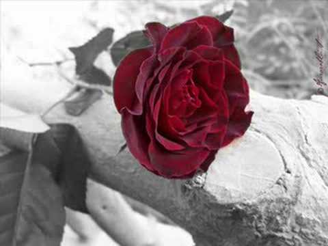 Amalia Grè - Quanto ti ho amato