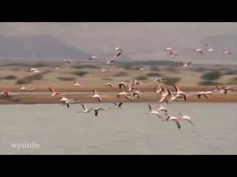 Wysinfo Docuwebs: Flamingos taking off from water