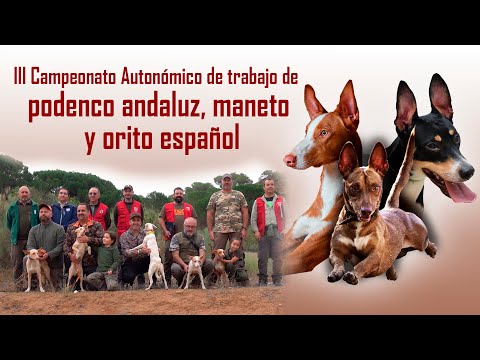 Regional Hunting Championship with Andalusian Podenco, Orito and Maneto trailer