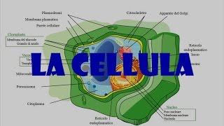 LA CELLULA