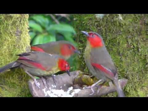 Minla ohnivolíca (Liocichla ripponi) — starostlivosť, voliéra a kŕmenie