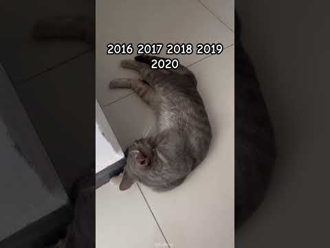 Born in 2022#cat #pets #funny #shorts #cute #kitten #cutecat #cutepet #cuteanimal #catcute