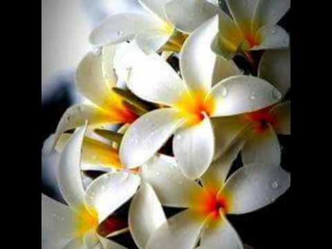 🌺MALUMU NI TOBU🌺