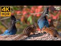 Cat TV For Cats To Watch Autumn Birds Chipmunks And Squirrels ️ 8 Hours 4K HDR