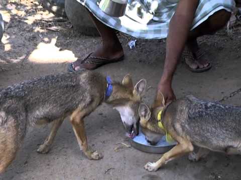 Fox also our domestic animal