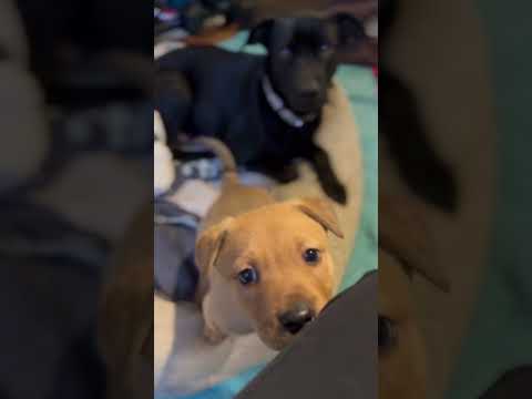 Minnow - Pending Adoption, an adoptable Black Labrador Retriever & Terrier Mix in Franklin, TN_image-1