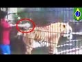 Тигр откусил руку мальчику, пытавшемуся его погладить 