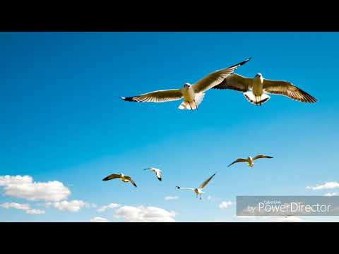 Manu Ote Reva - Jacinta