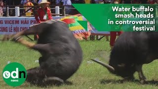Water buffalo smash heads in controversial festival